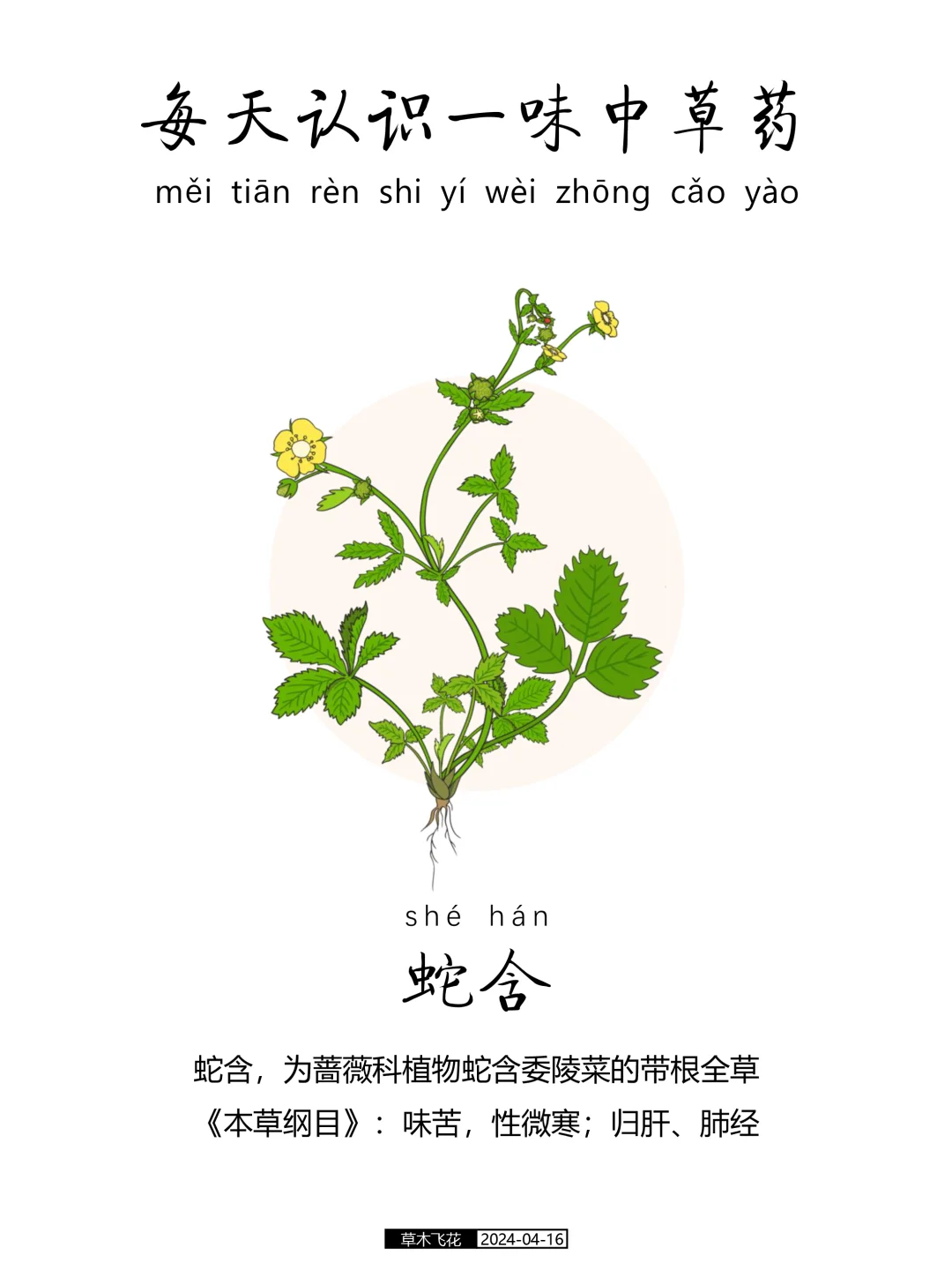 每天认识一味中草药-蛇含🌸☘️