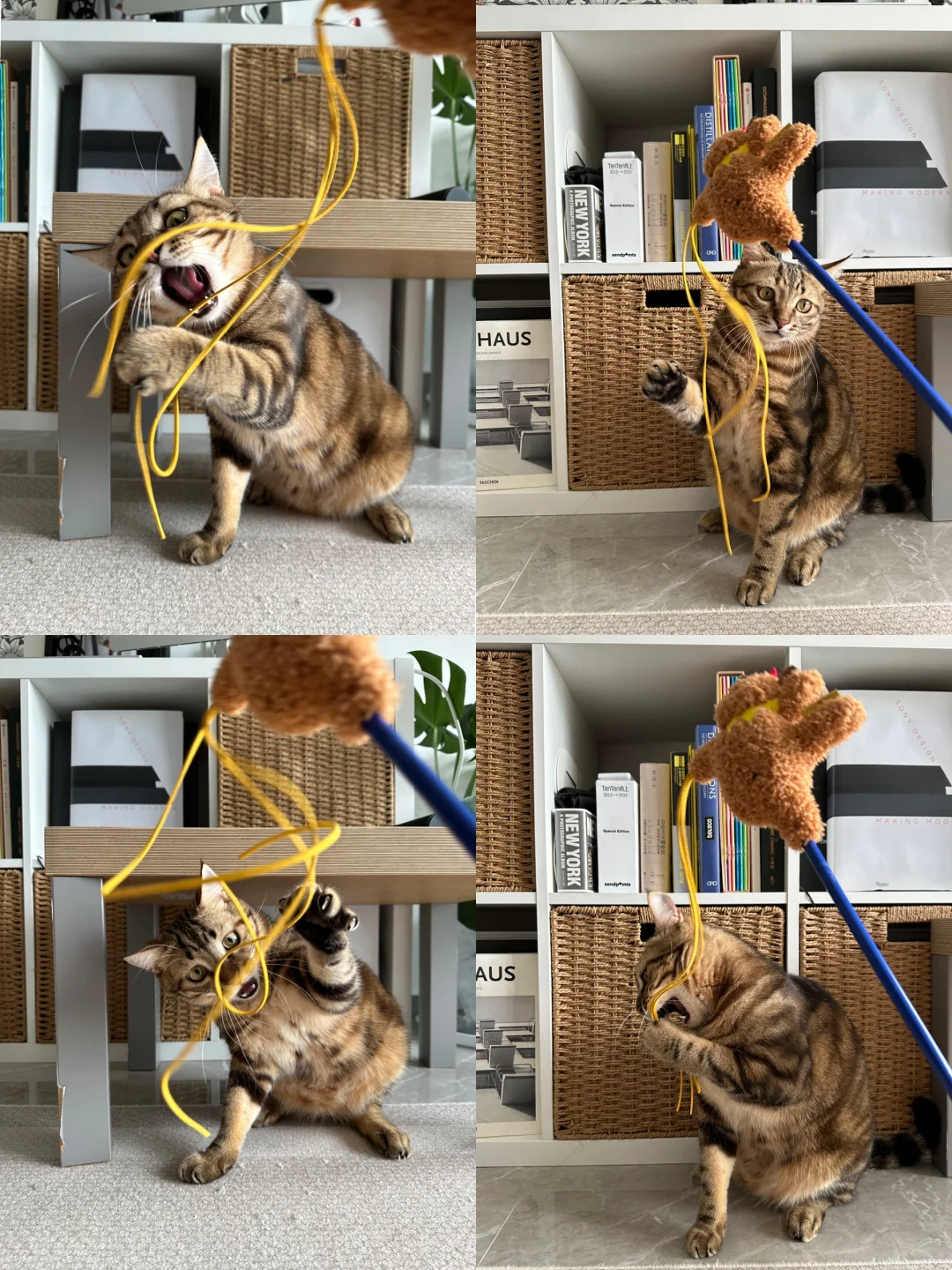 这逗猫棒大哥也太喜欢了吧🫨