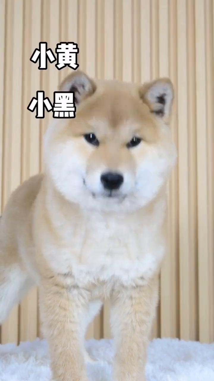 不同年龄段的人给狗狗起名。
·六零后：皮皮、毛毛、欢欢、豆豆、球球、点点、乖乖、