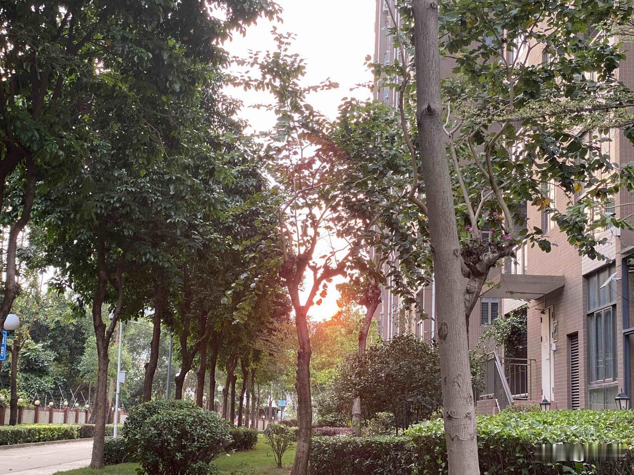 夕阳漫过树梢，
把光影铺在回家的路上。

这寻常的黄昏，
于我而言，
是一天里最