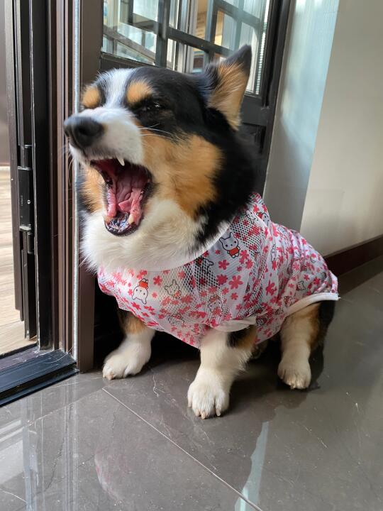 穿小兔子背心的恶犬
