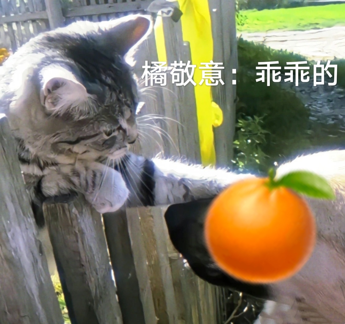 橘敬意对我： 