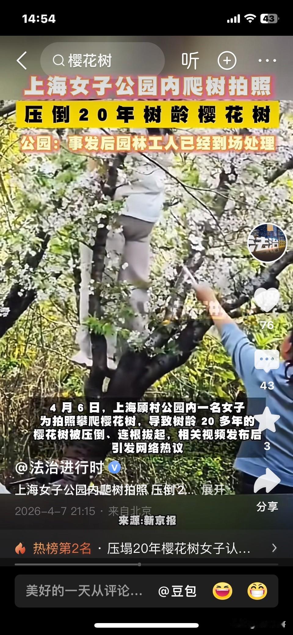 笑不活了！上海，一名女子爬树拍照，因为体重太重把20年树龄樱花树压倒连根拔起，好