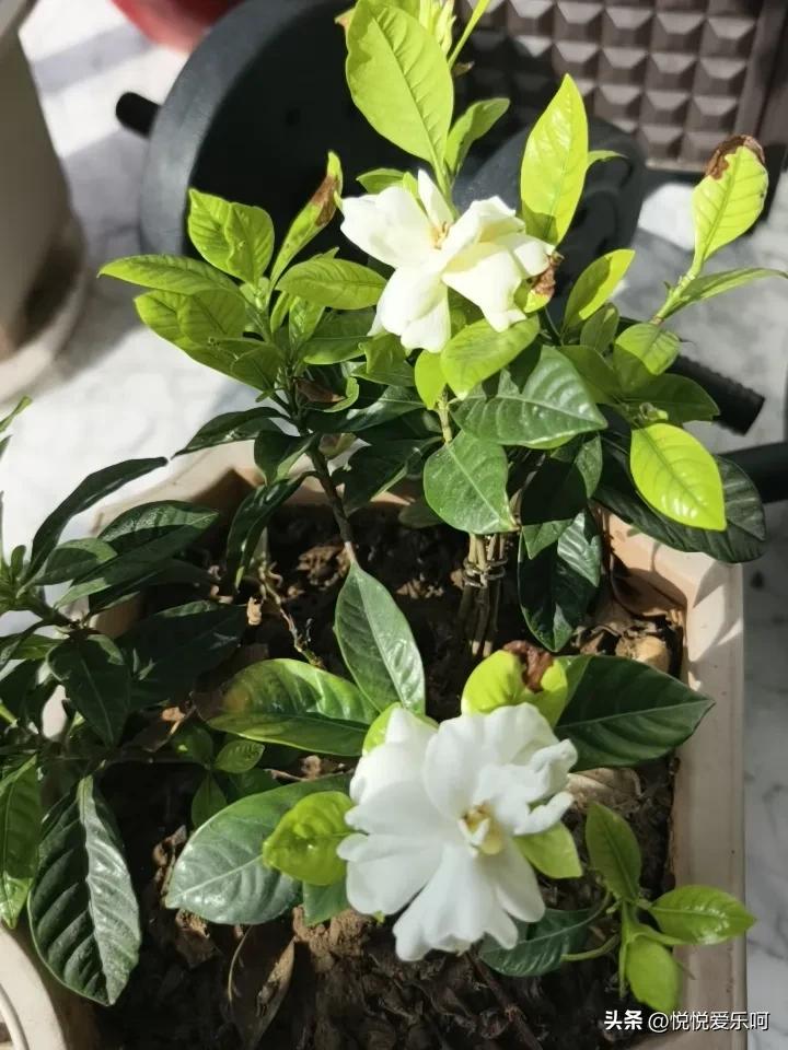 一直很好奇何炅唱的栀子花到底是个什么花，去年在网上买了一株栀子花，今年花开了两朵