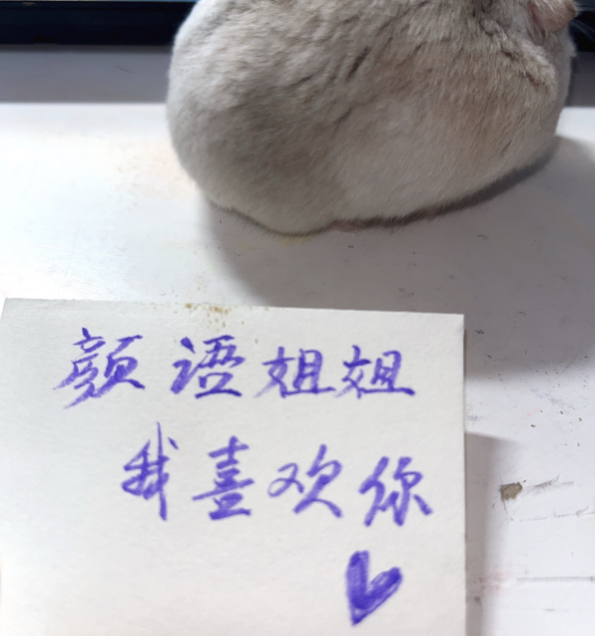 这个废片就是一个大屁股对着镜头 我给耗儿鼠条贿赂也直接鸟都不鸟我 
