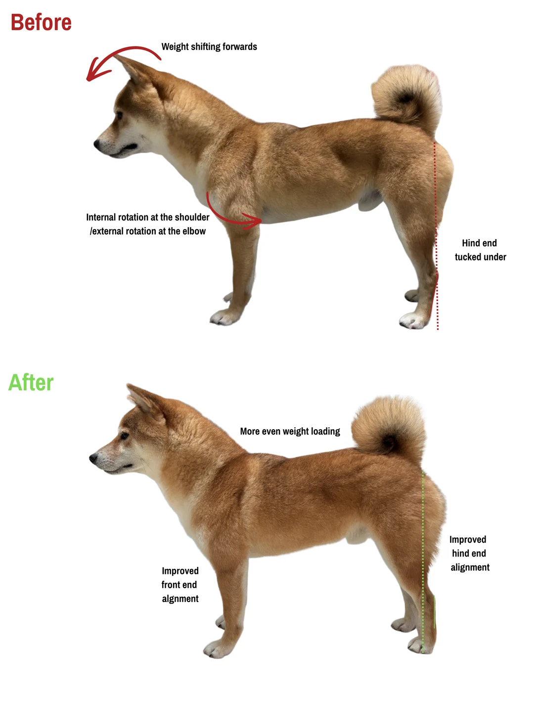 CHD小狗犬健身10个月before&after🐶
