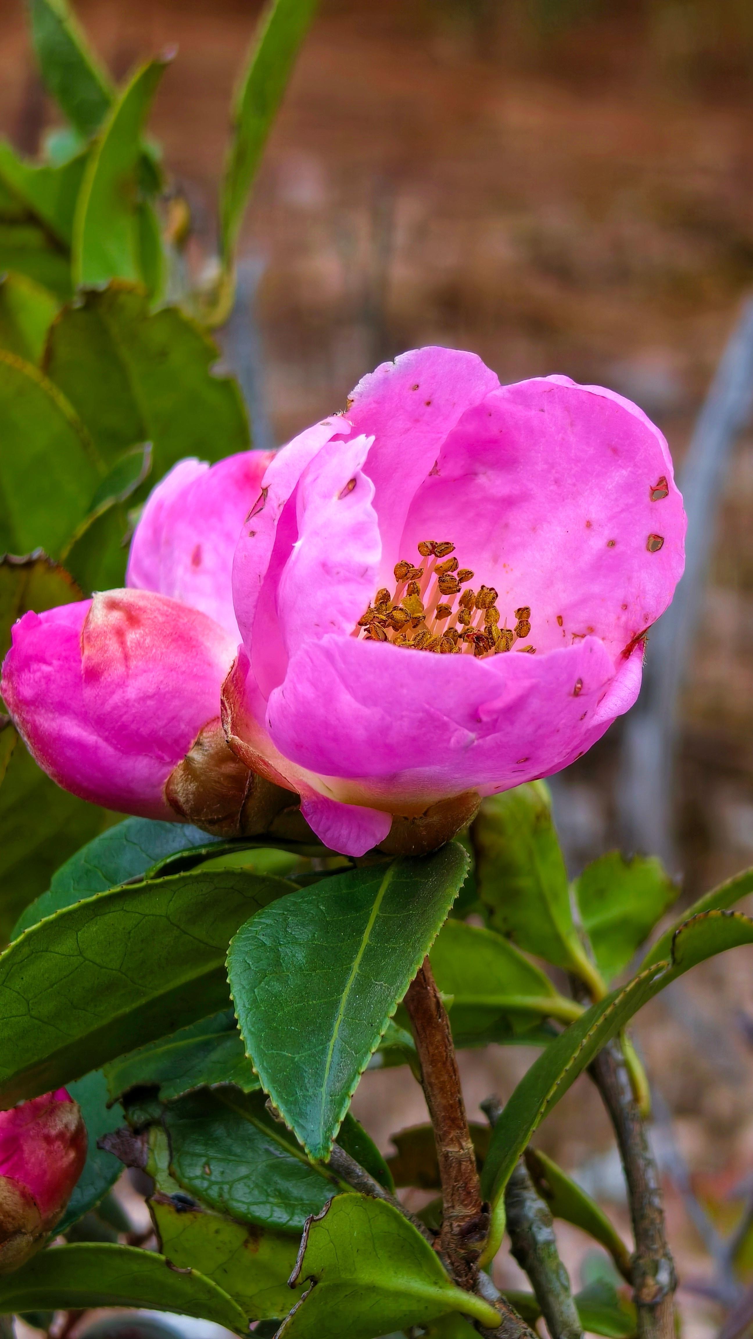 山里的茶花开了，花开成诗，花落成词。 