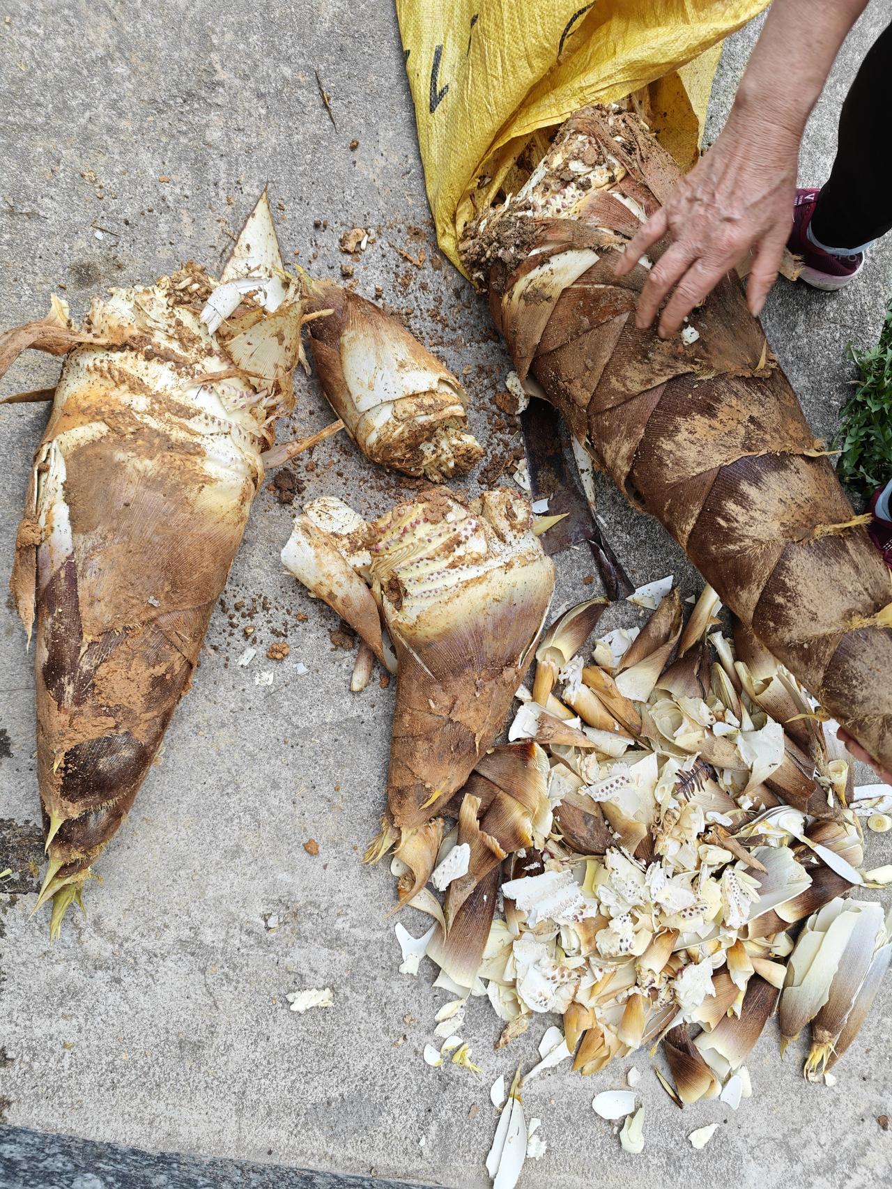 春笋“清明抢着出，谷雨比着长”，挖春笋，晒笋干，感受春日里满满的生机与收获的喜悦