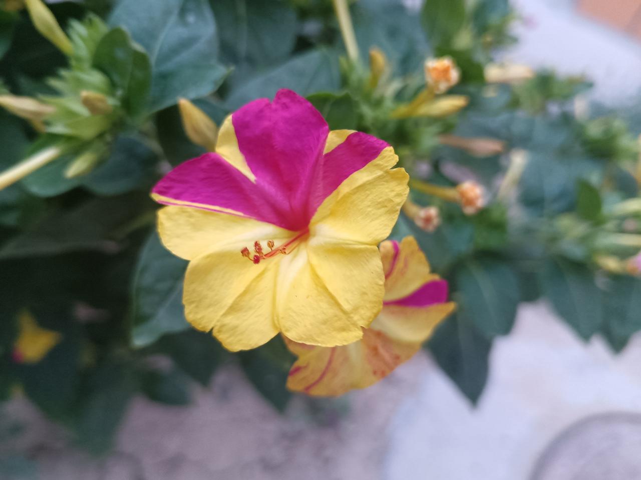 入秋了，花开的正好。