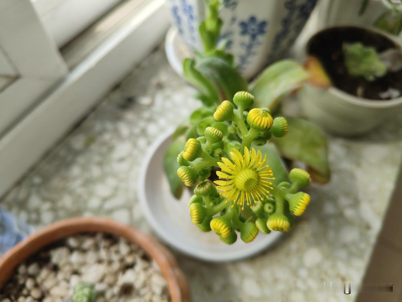 最令我向往的生活状态：
画眉禽  文同
 尽日闲窗生好风，一声初听下高笼。
公庭