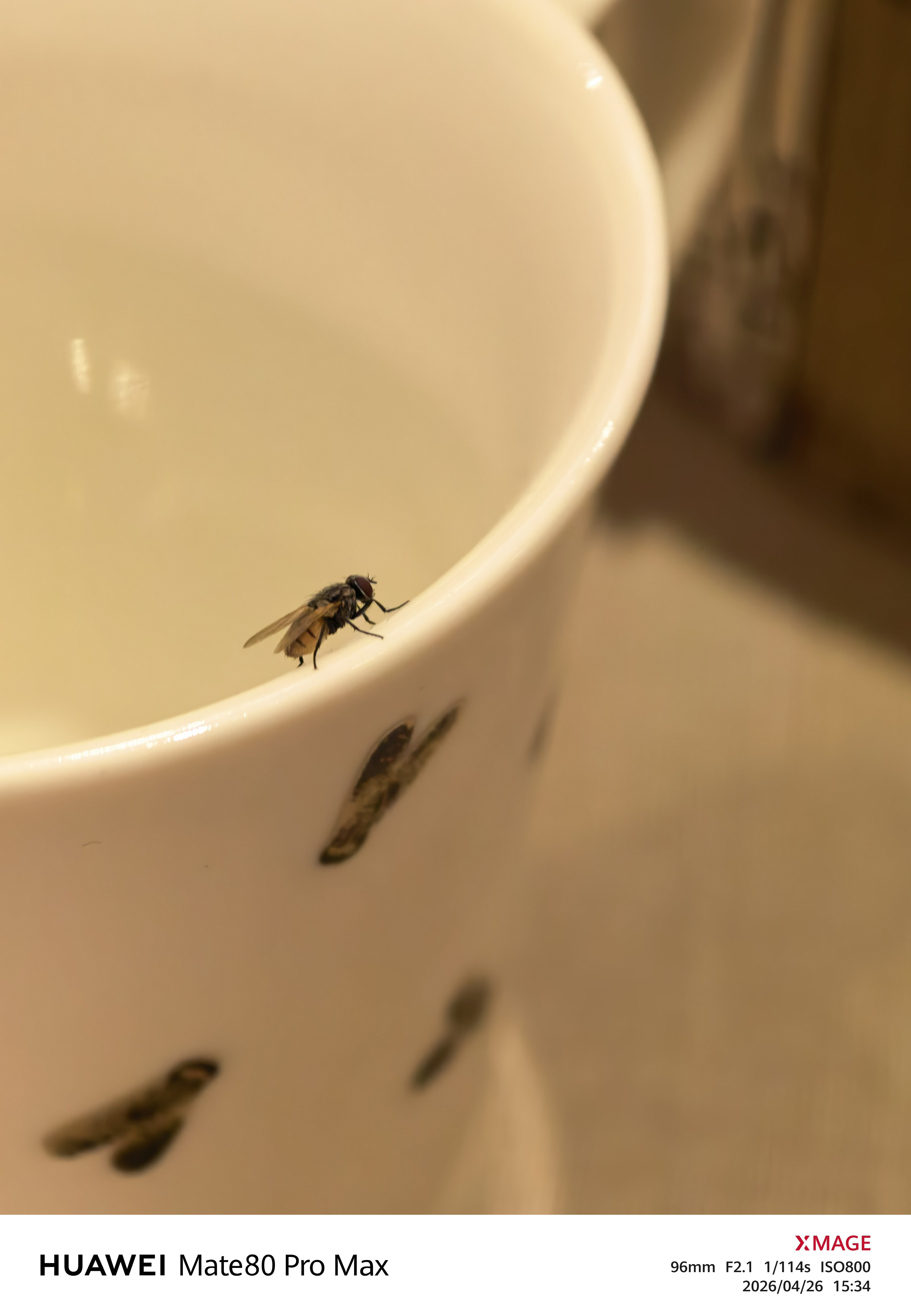 本来不打算在大埃及博物馆买这个苍蝇杯的结果有只真苍蝇在我面前停下来了 埃及·埃及