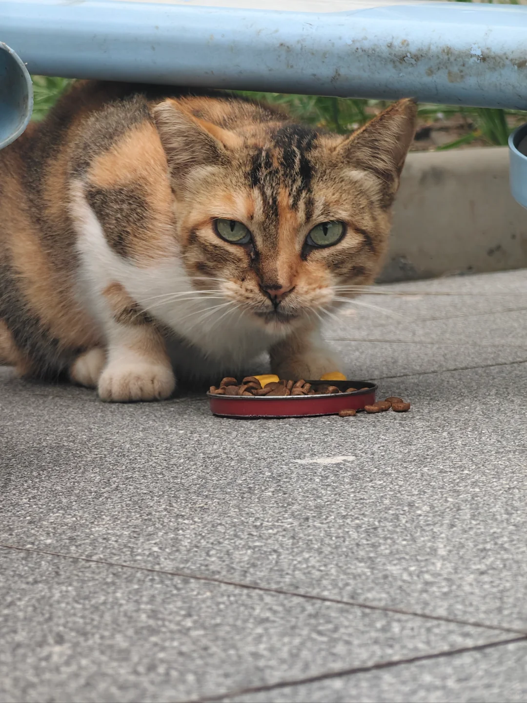 台风天后学校的小猫