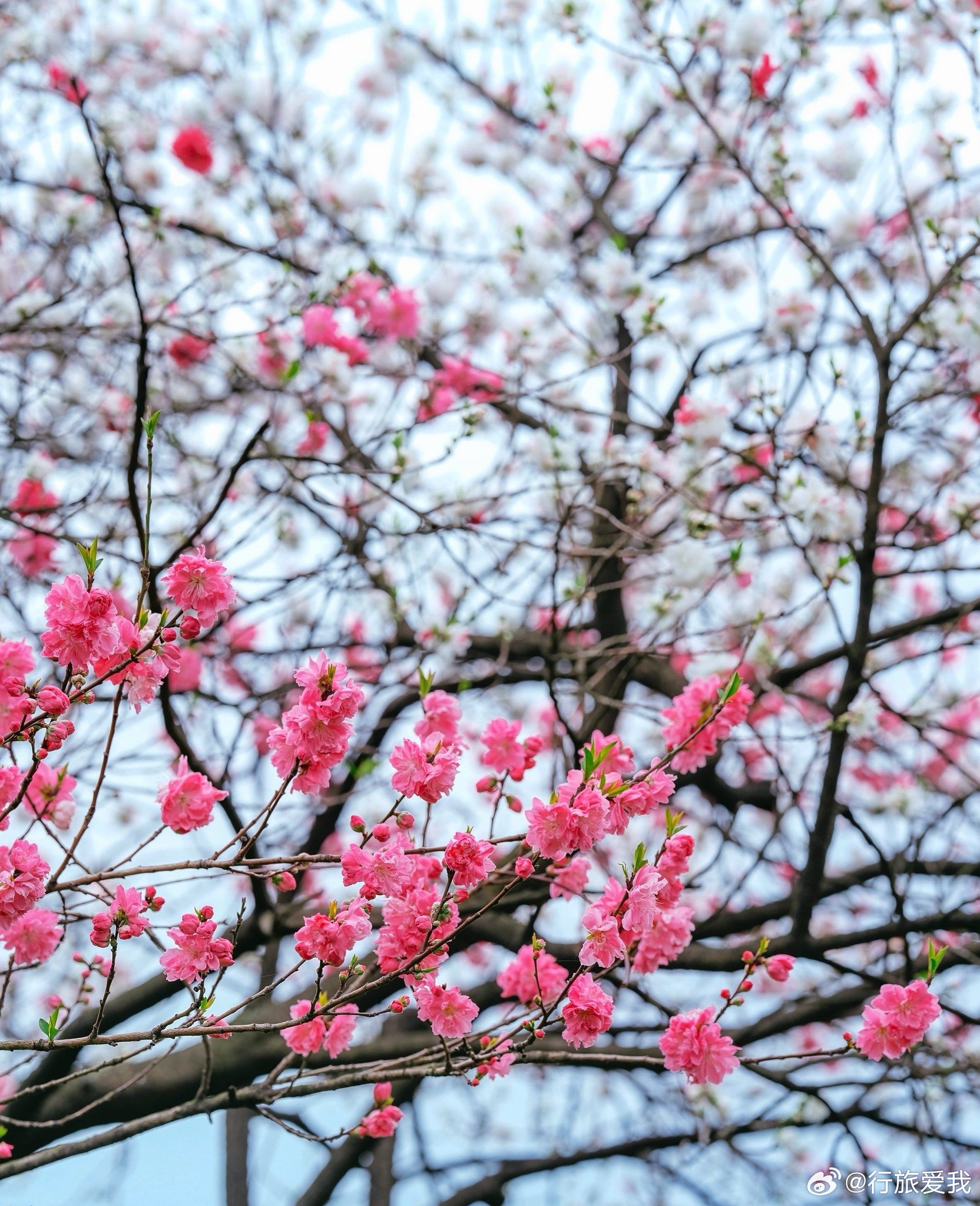 白堤春深：一帘烟雨半堤红🌸三月的杭州，是被一场温润的梦唤醒的。这梦的底色，是西