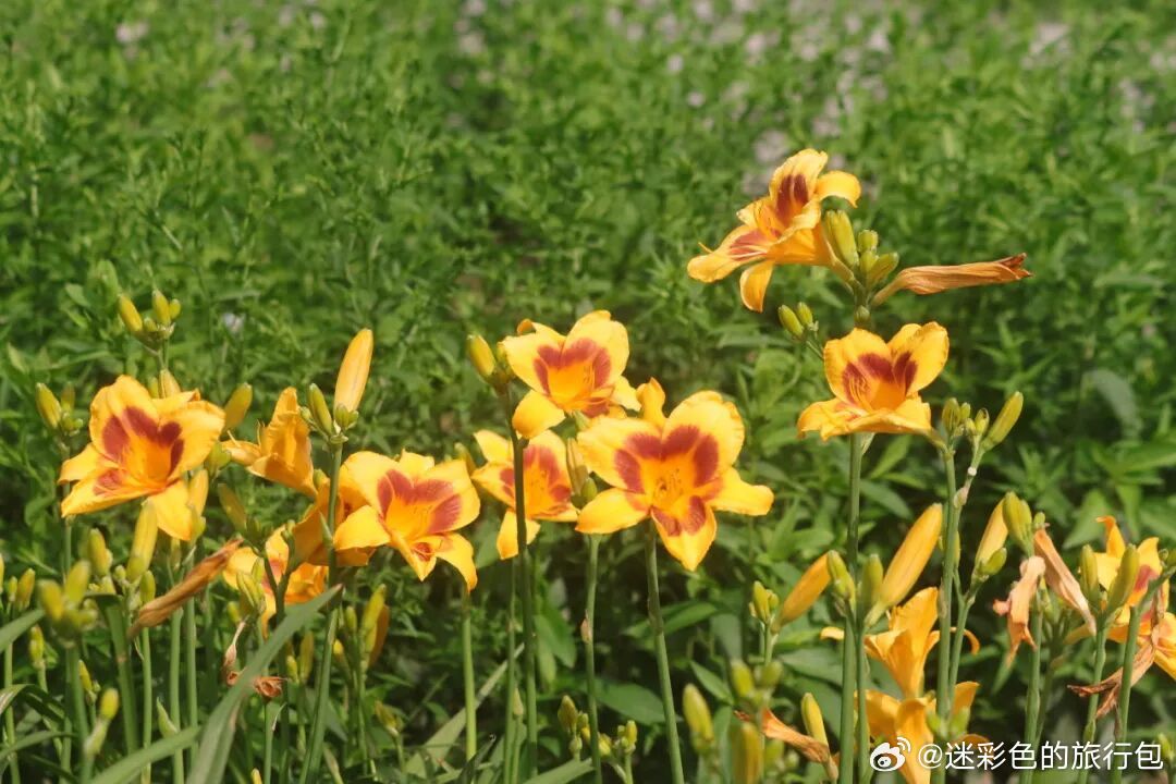 芒种 今日芒种，夏忙正当时！北方收麦、南方种稻，农耕节奏拉满。蜀葵、萱草、栀子次