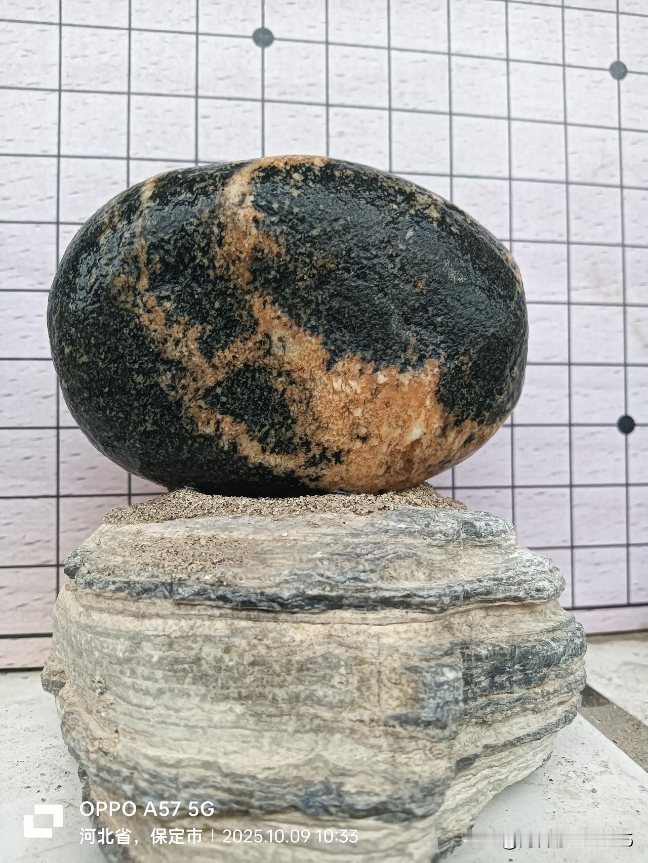 天赐野鸭
灵动不