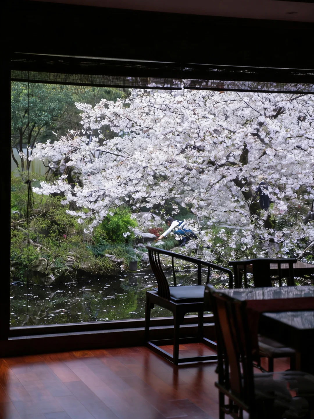 比起太子湾，我更爱杭州这些地方的樱花🌸