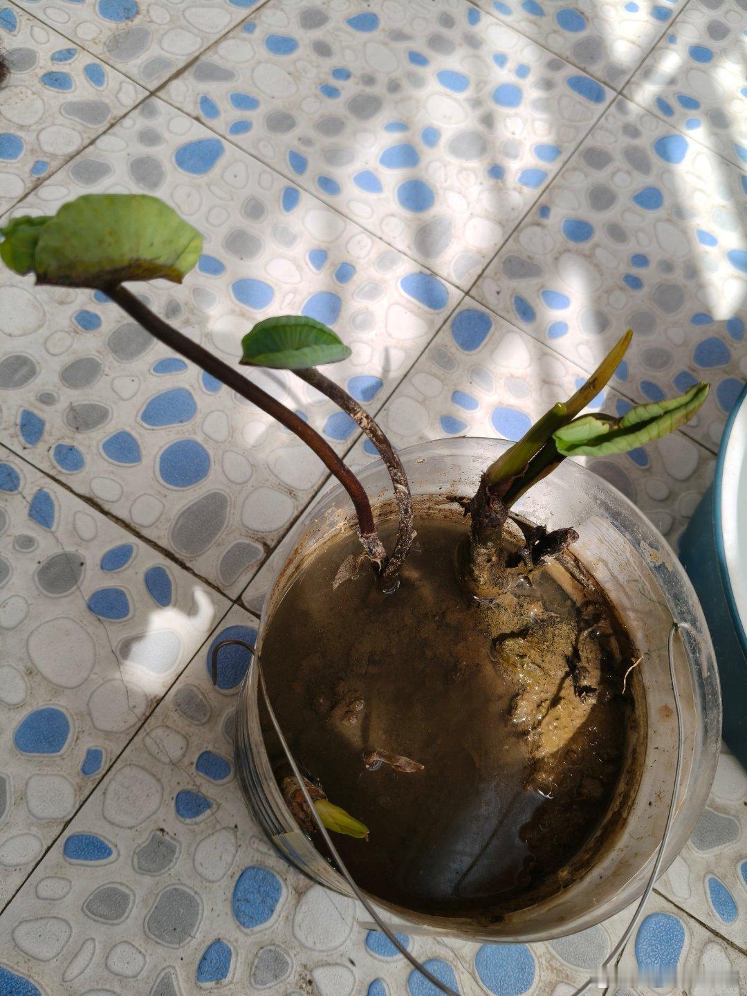 老妈宝贝的啥样，我瞅着也危险