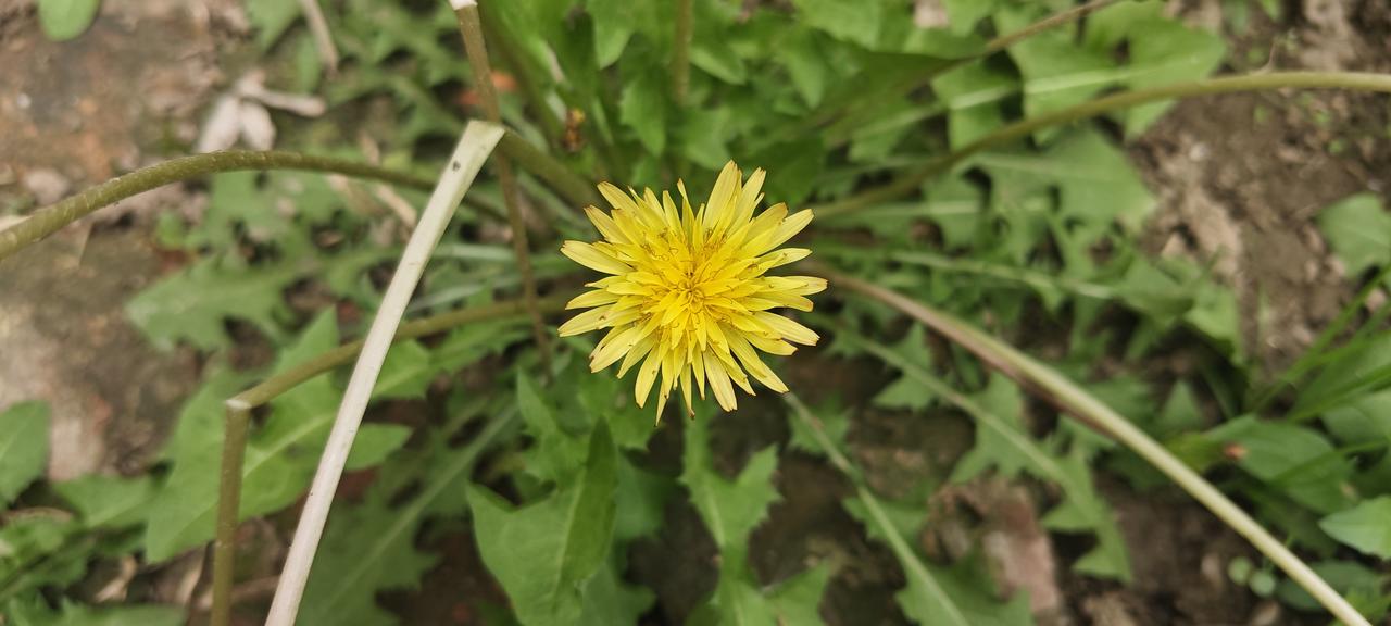 路边、田埂常见的这种开小黄花、结白色绒球的植物，就是蒲公英，也叫婆婆丁、黄花地丁