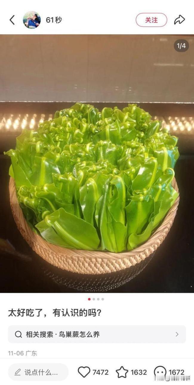一位网友品尝到巢蕨后赞不绝口，并在网络上分享了这道美食的照片，询问其名称。一位来