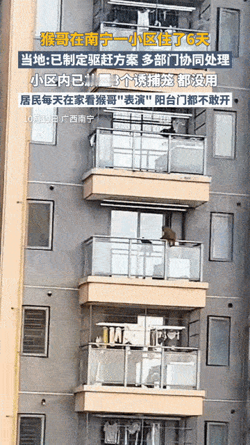 “笑不活了。”近日，广西南宁一小区，一只被网友戏称“猴哥”的猕猴，在一栋33层楼