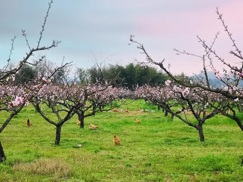 开心处处有桃园，
健康时时是蓝天；
高高兴兴每一天，
快快乐乐当神仙；
只要天天