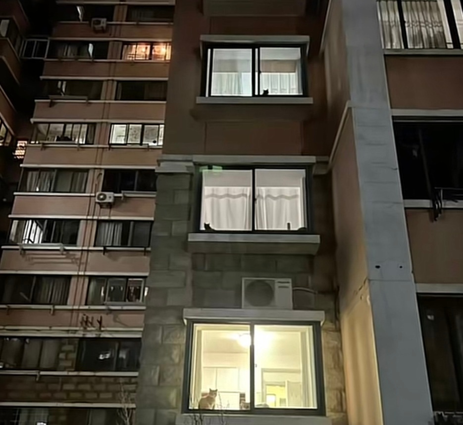  只要下楼了，就会被猫咪暗中观察哦 ​​​