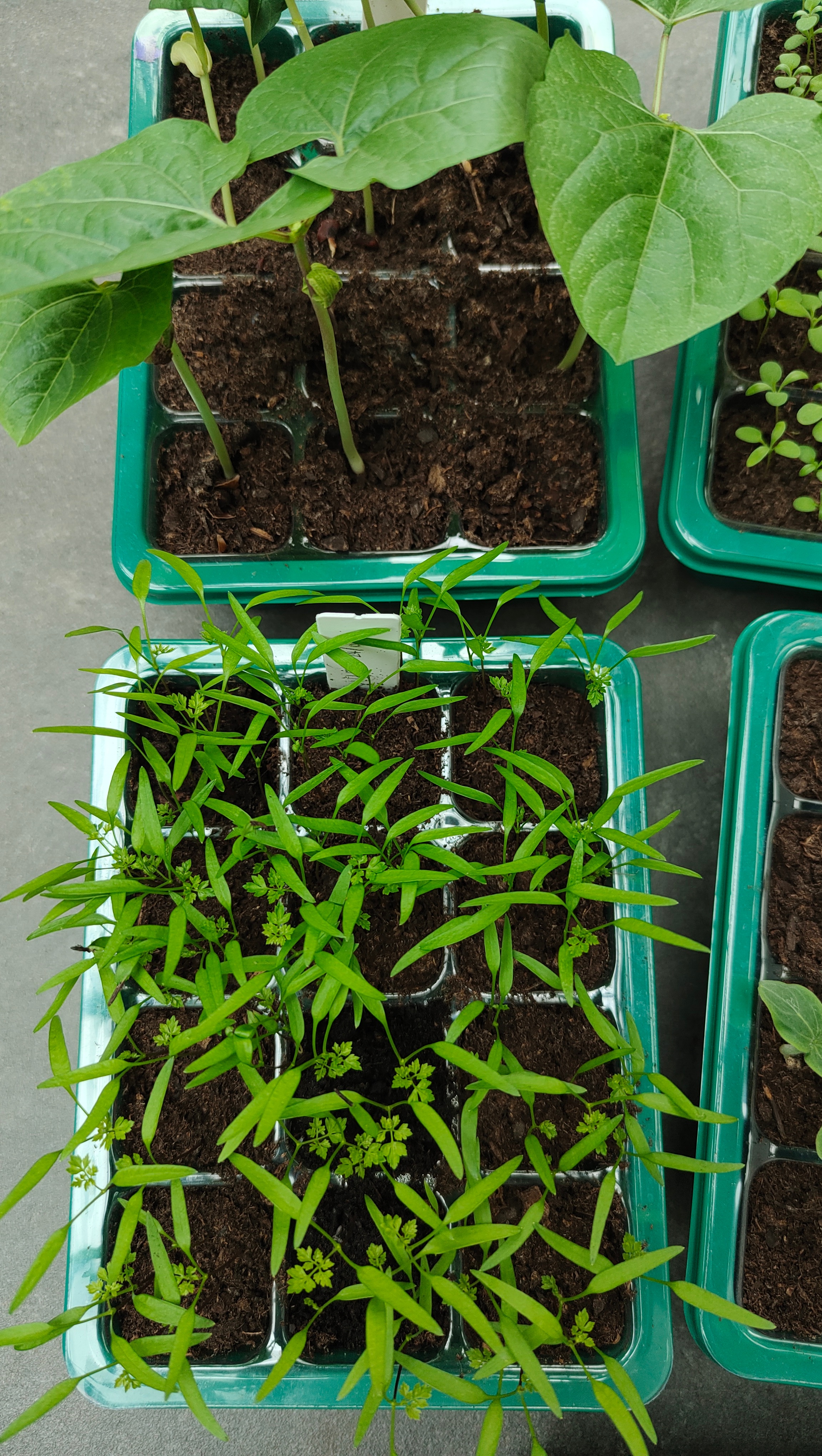 夹竹桃开花感觉比往年早，室内过了冬的鲁冰花冒了两支花剑，草莓得在红透前收，否则就