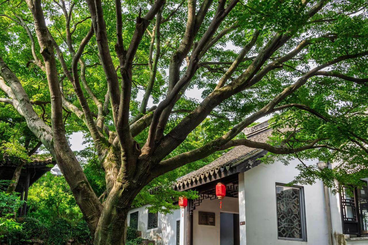 无锡惠山古镇寄畅园。无锡惠山古镇寄畅园