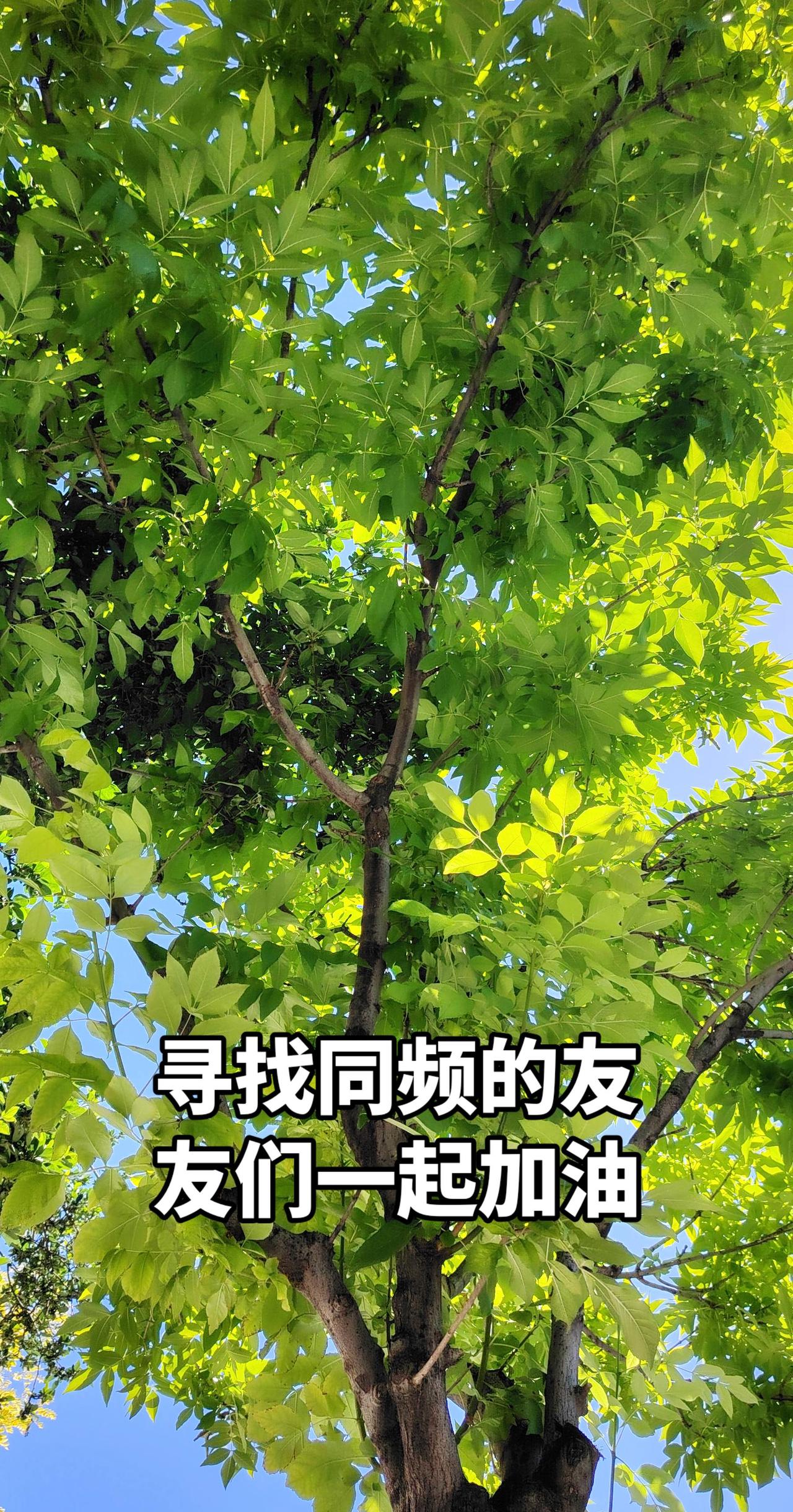 2026我们一起记录夏日那瞬间树与天空美照