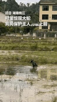 湖南桃江田园犬舍身挡毒蛇护主，纯粹忠诚惹人动容

湖南桃江石牛江村一位农户在水田