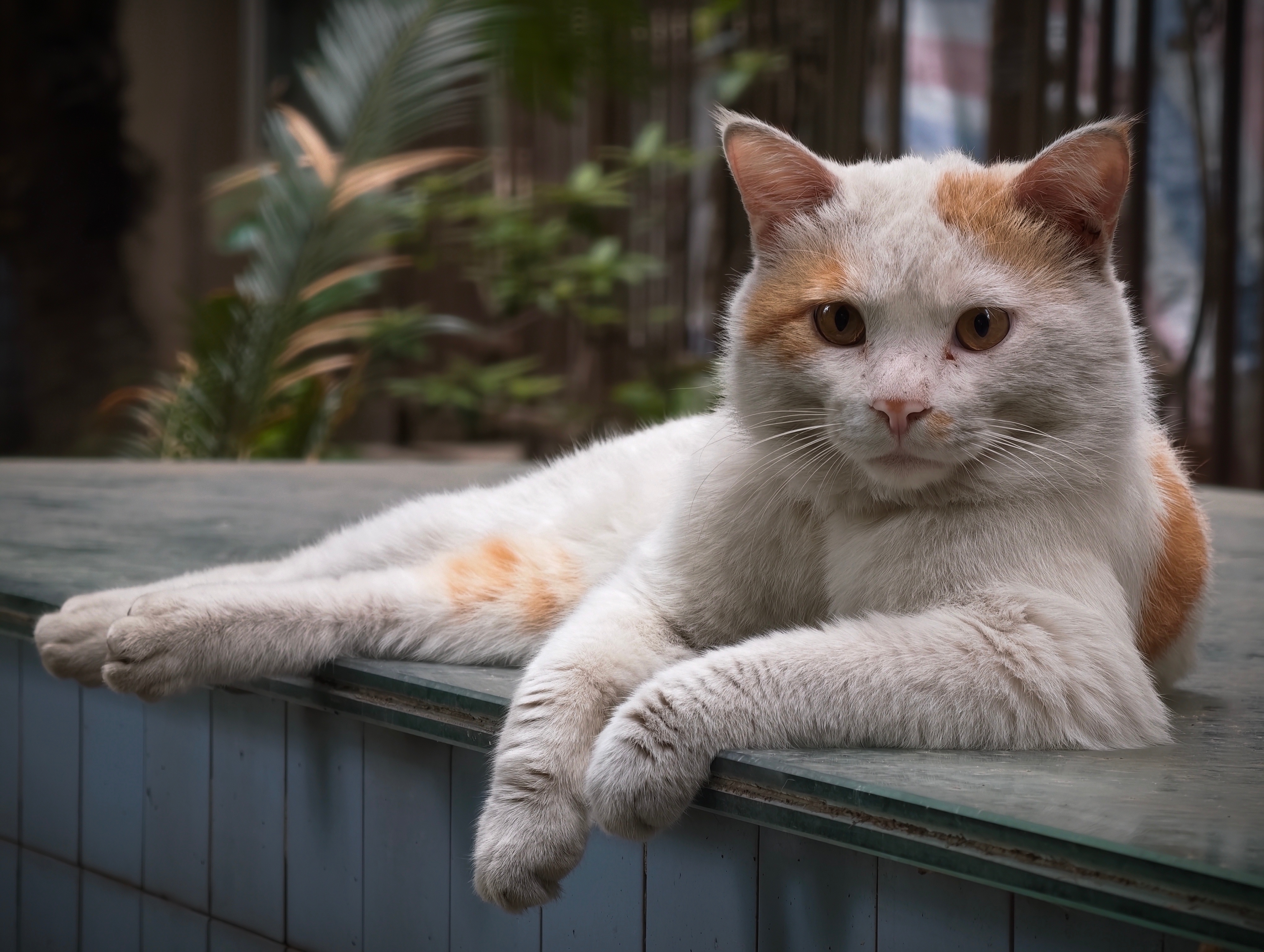 大头消失了一段时间又回来了，还是有人投喂更舒服。