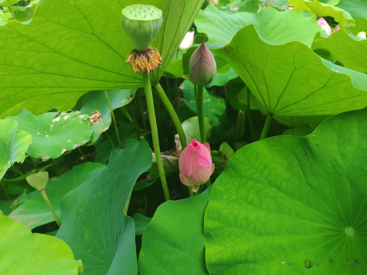 6.2厦门园博苑赏花~，6月荷花正开厦门游园 厦门赏荷好去处