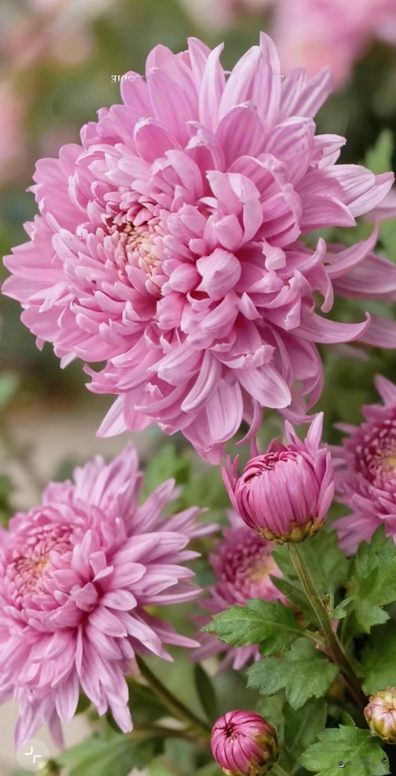 淡粉温婉、白菊清雅、艳红热烈，各色菊花层层叠叠绽放在秋风里，柔软花瓣自带温柔力量