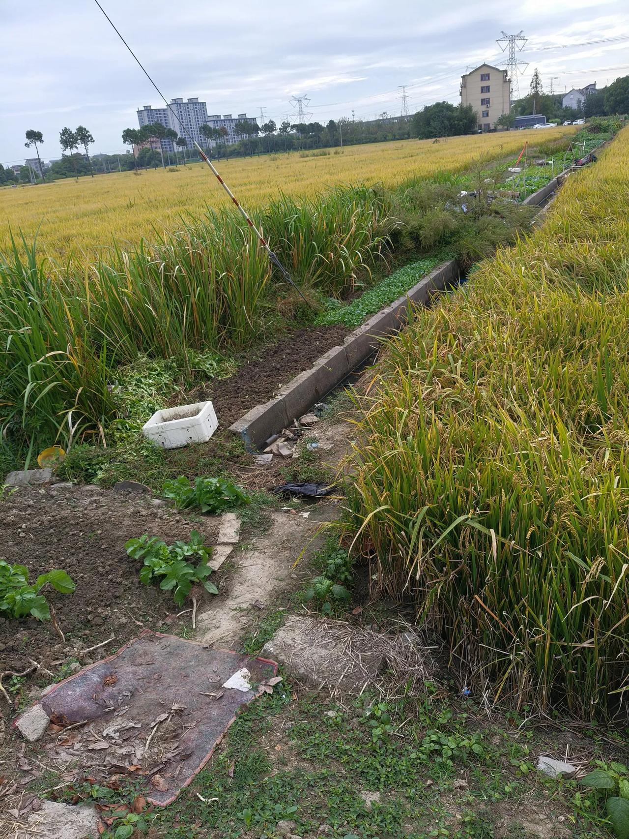 #秋日生活打卡季#秋