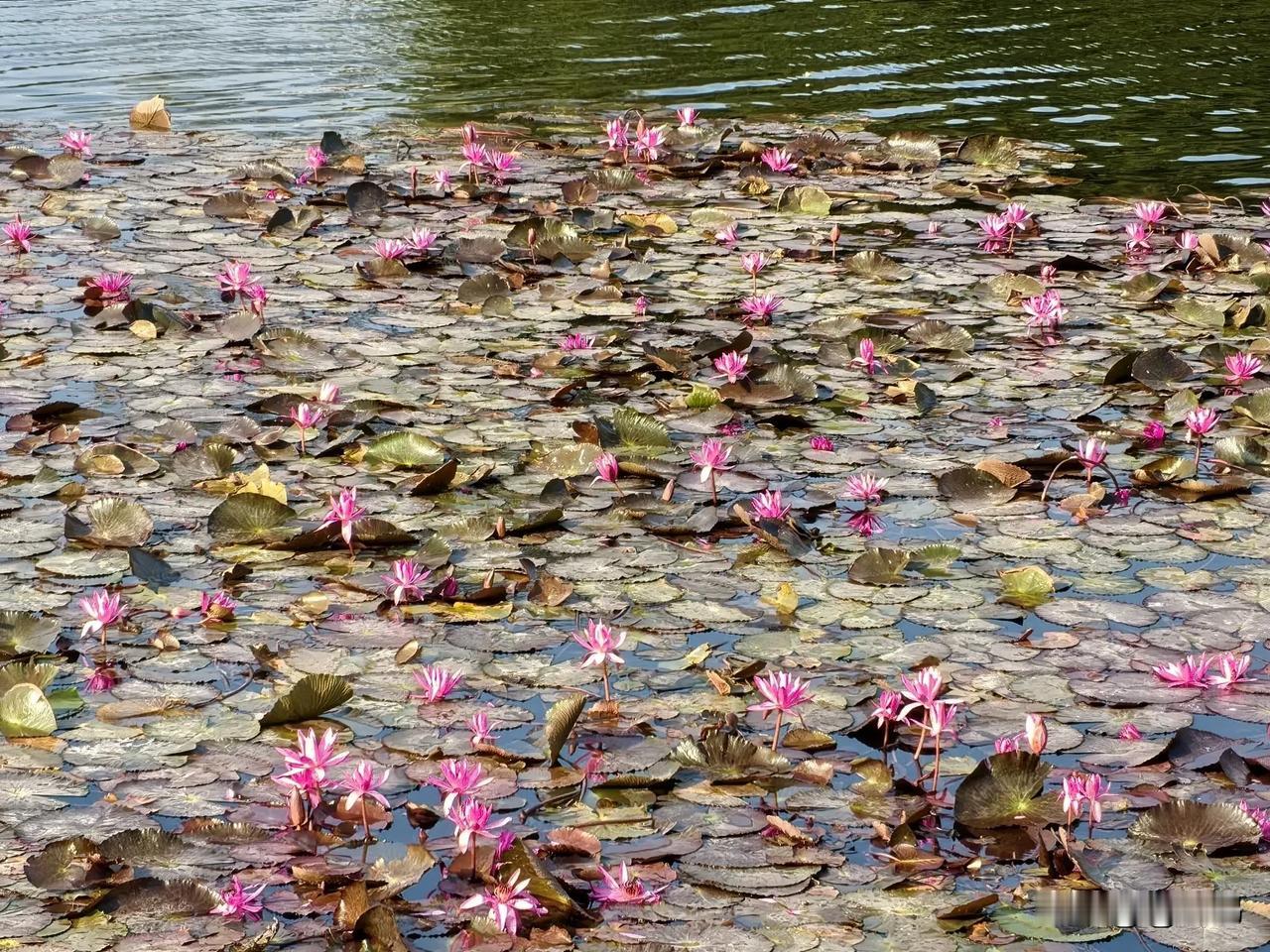 【镜头下盛开的睡莲】湖中密密麻麻的“睡莲” 出淤泥而不染。

满湖盛开的“睡莲”