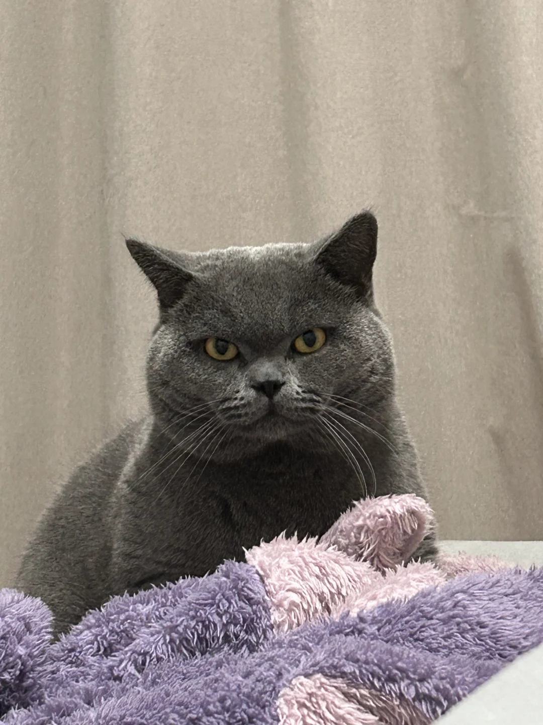 当我的闺蜜晚上睡我家，我的猫be like👆🏻
