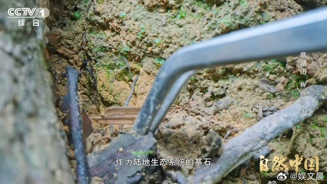 土壤的土腥味从何而来 鼎湖山黄壤的土腥味，不是泥土本身味道，而是微生物代谢产生，