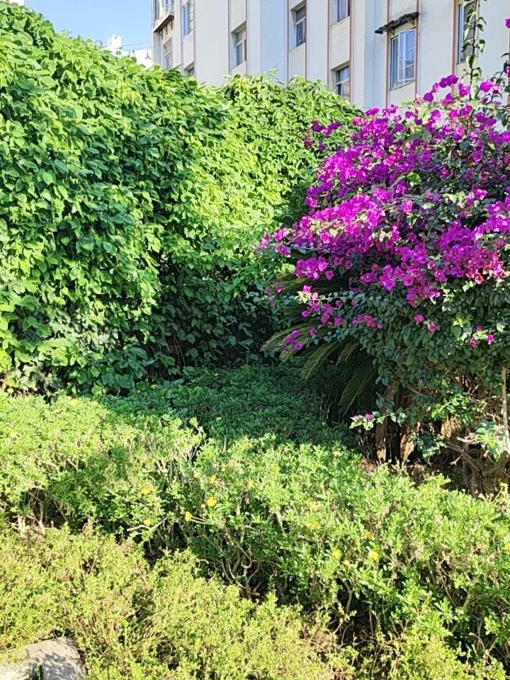 昆明小区的阳光、绿树、花的搭配简直绝了！就拿我住的小区来说，每天清晨，温暖的阳光