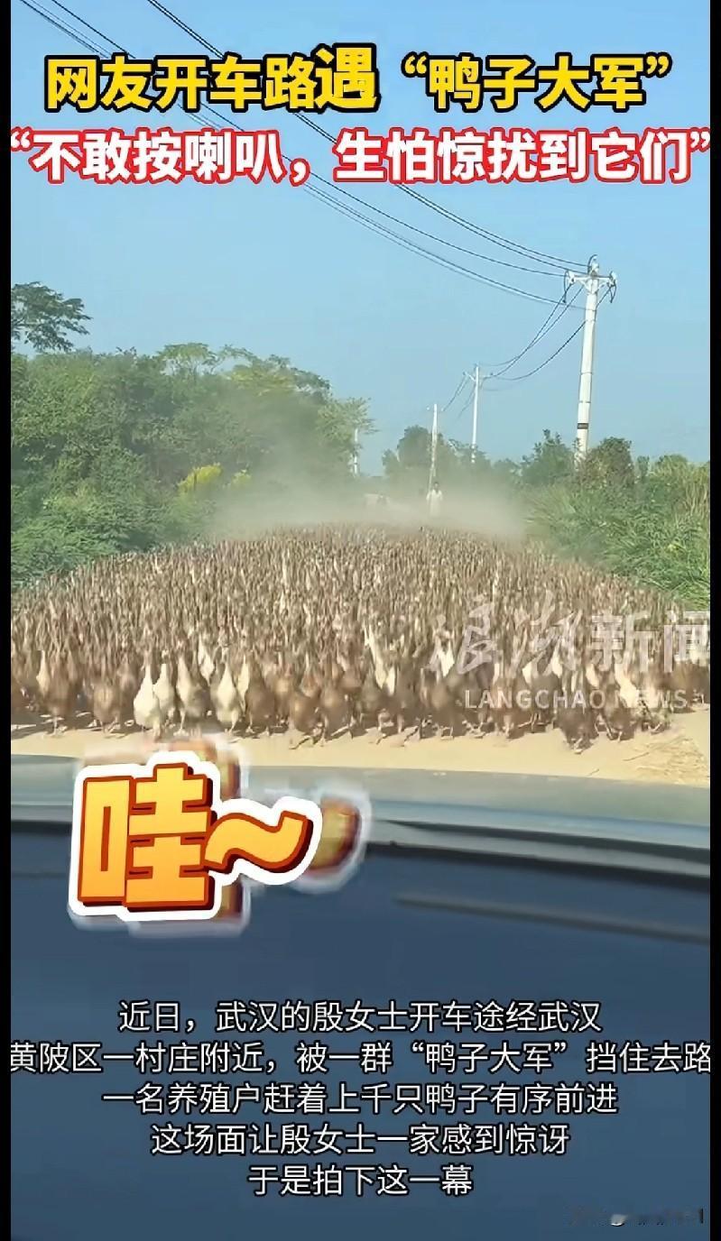 家人们谁懂啊！武汉一网友开车路上直接被“千鸭大军”堵住了！
 
咱就是说，武汉黄