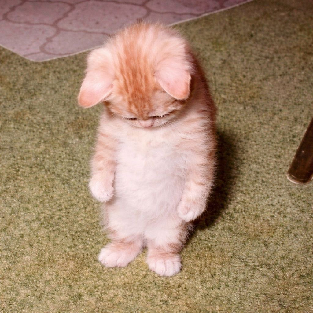 小猫 ​​​