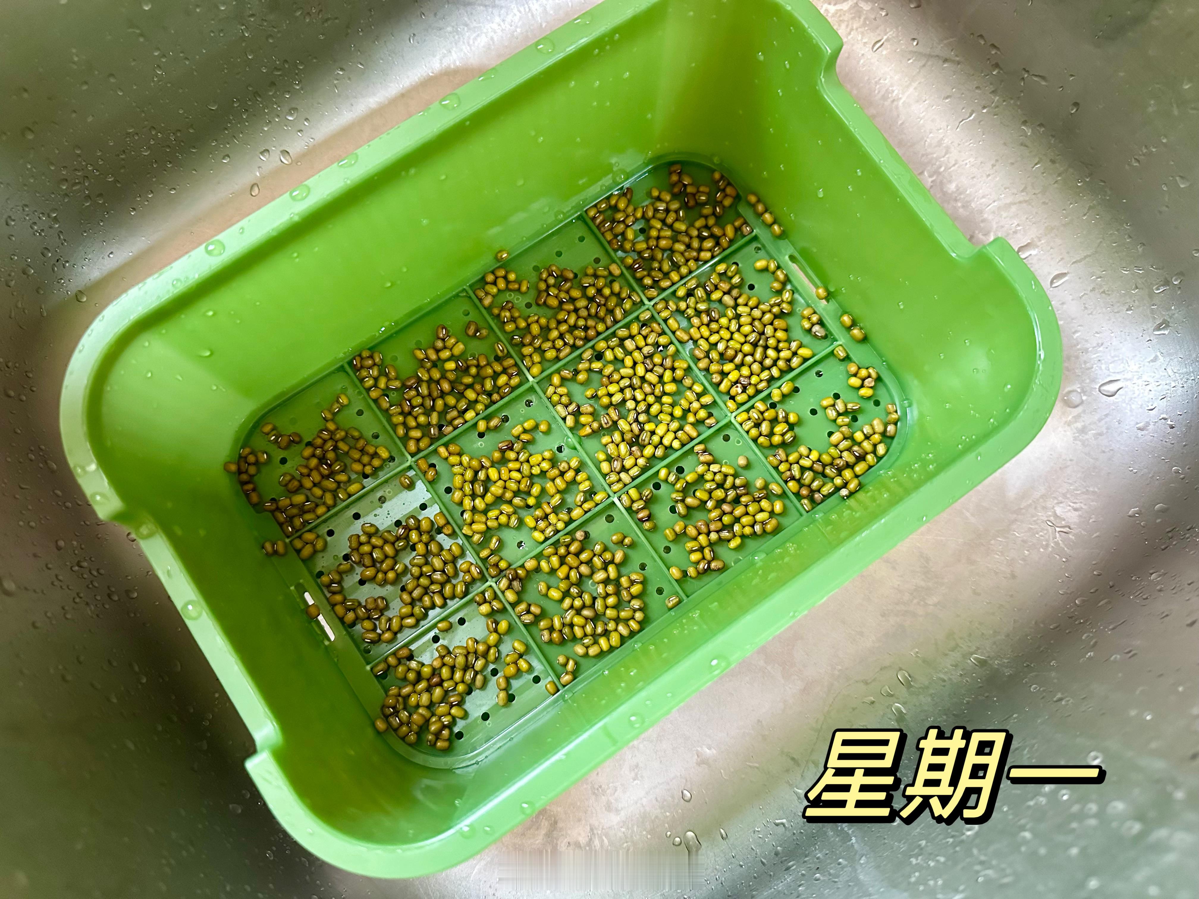 绿豆的一周周一泡，周六吃。昨天我没在家，爸爸炒的豆芽，儿子拍的照片，所以最后一样