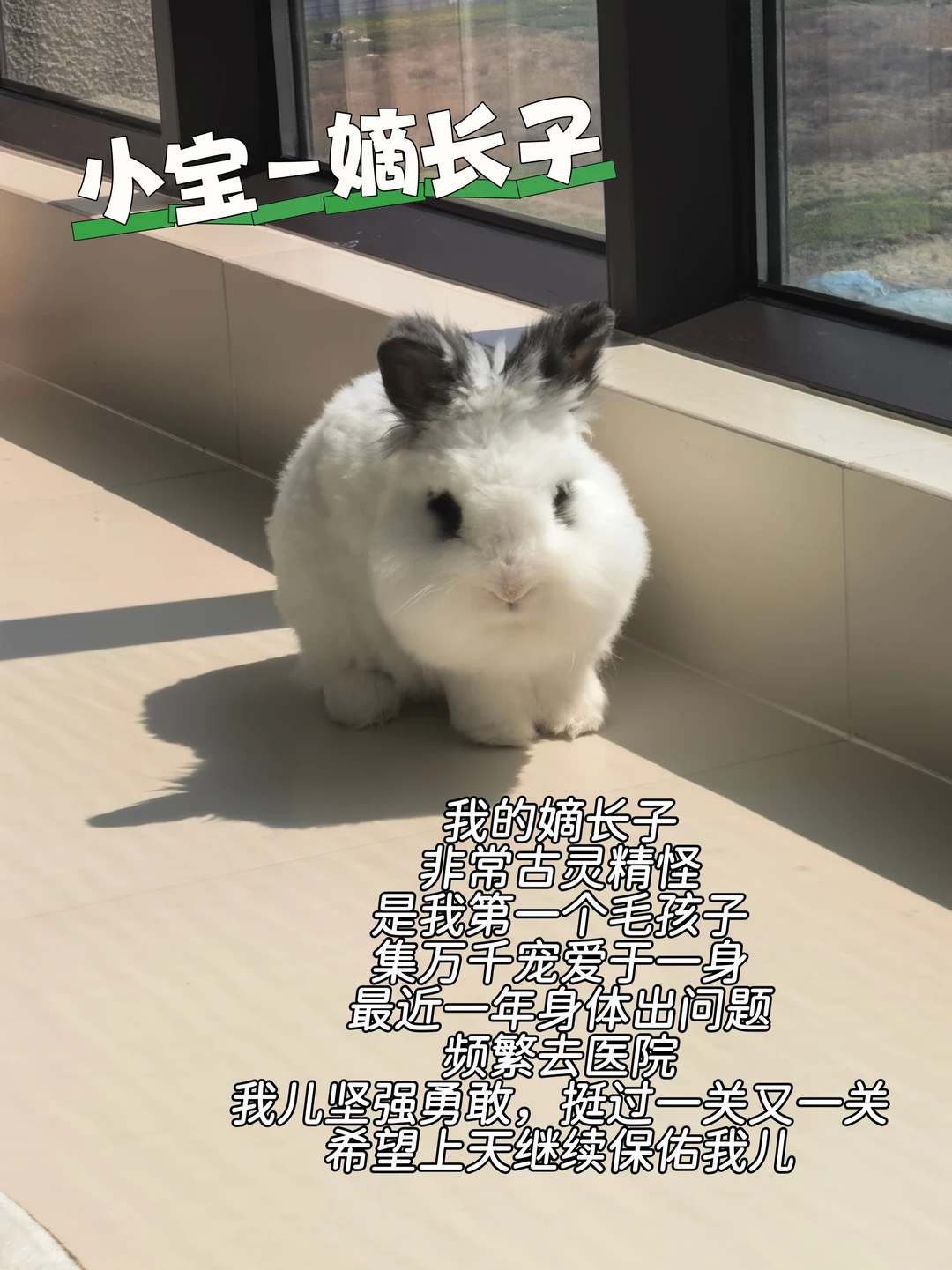儿女双全，兔猫狗配齐幸福超标