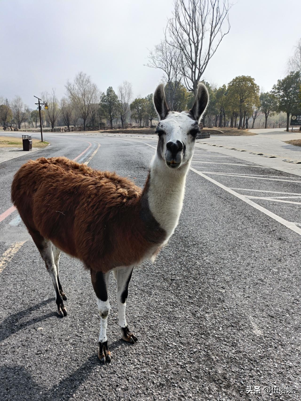 ““‌春天里来百花香，郎里格朗里格朗里格朗”[呲牙]

春暖花开，我带着家里80