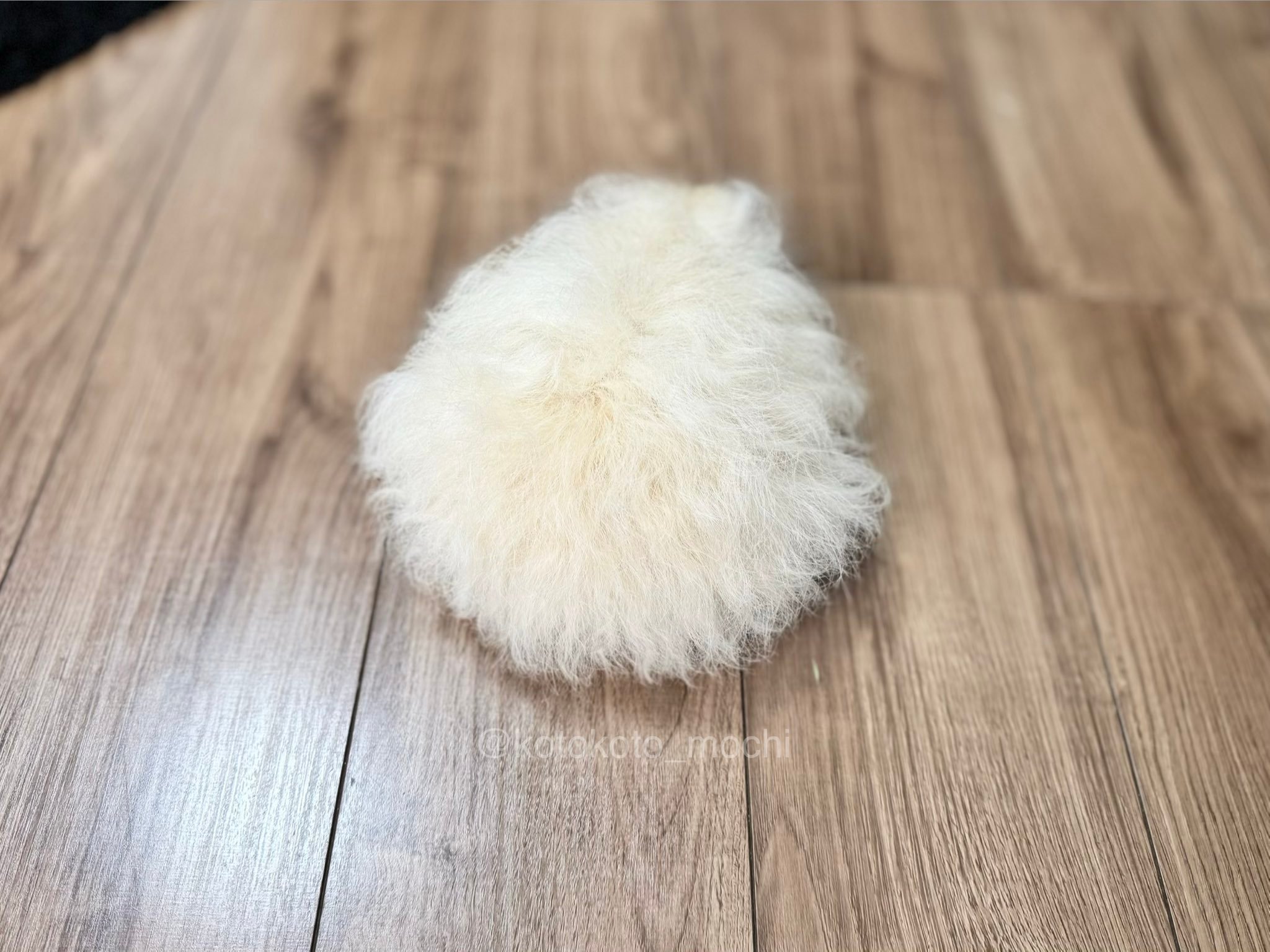 是抓绒鼠鼠