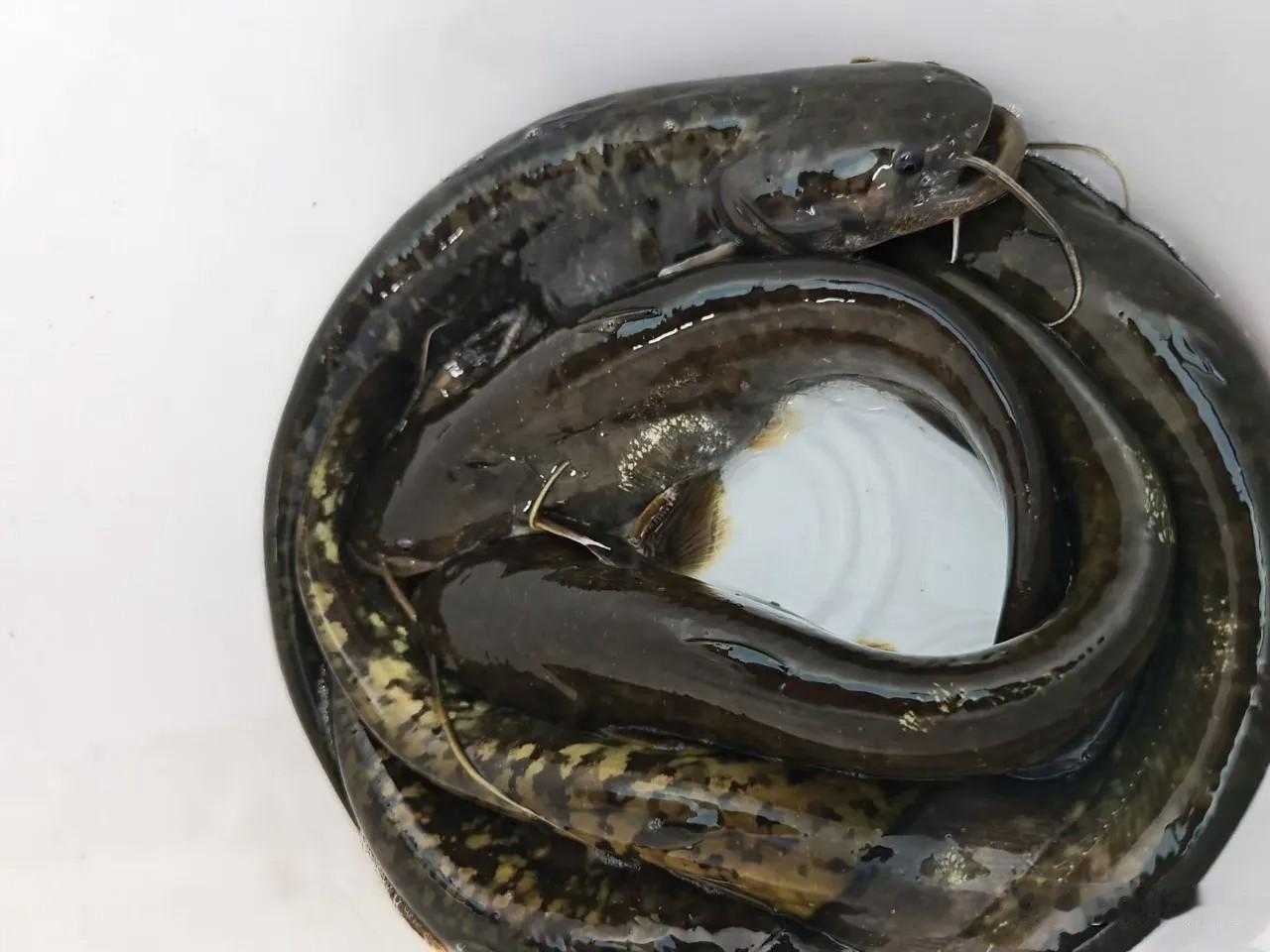 有没有在水塘里把鲶鱼看成“老六”的朋友？