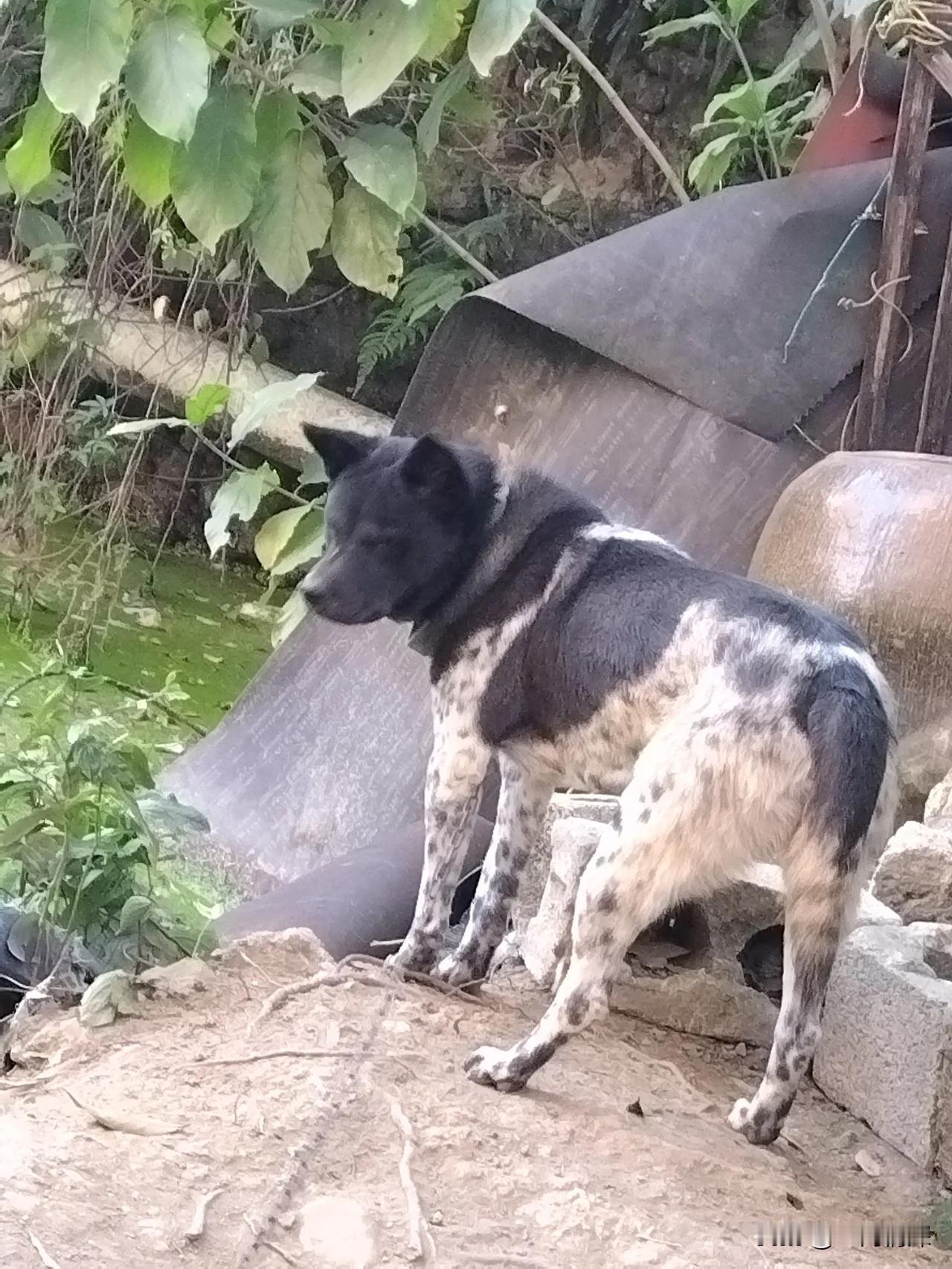 来看看我这个田园犬，黑头身带印，市场上也难找到，村里的一些老人据说不吉利，他说我