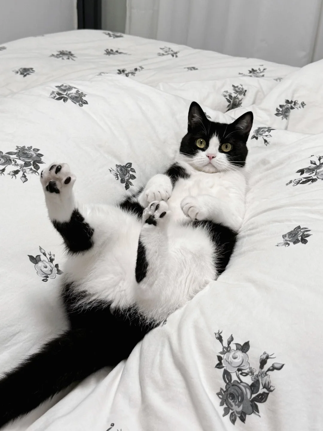 当我下班回到家  我的猫——