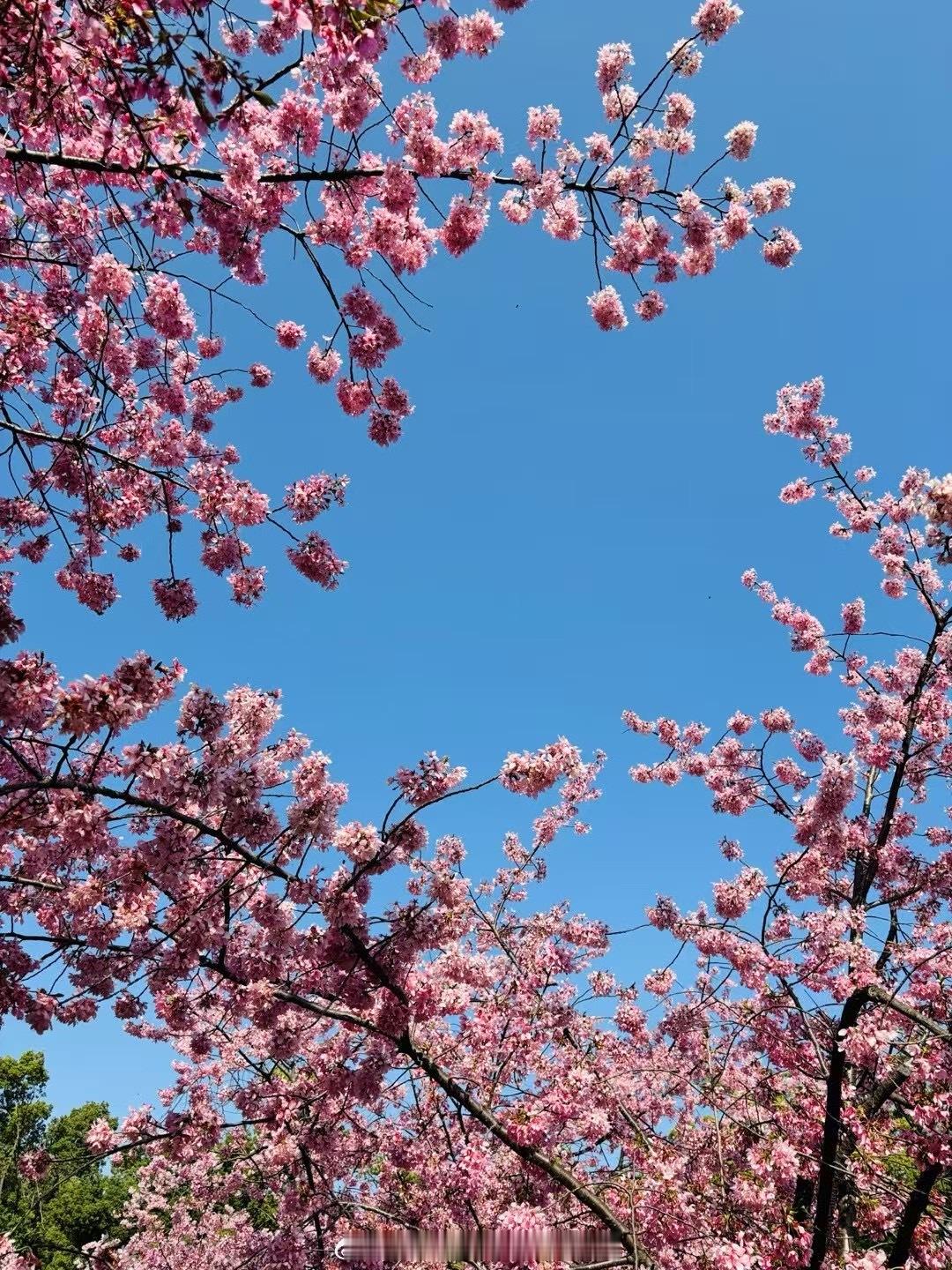 突然发现朋友圈没人晒花了都忙着准备要晒年夜饭了吧行吧 那我晒一个