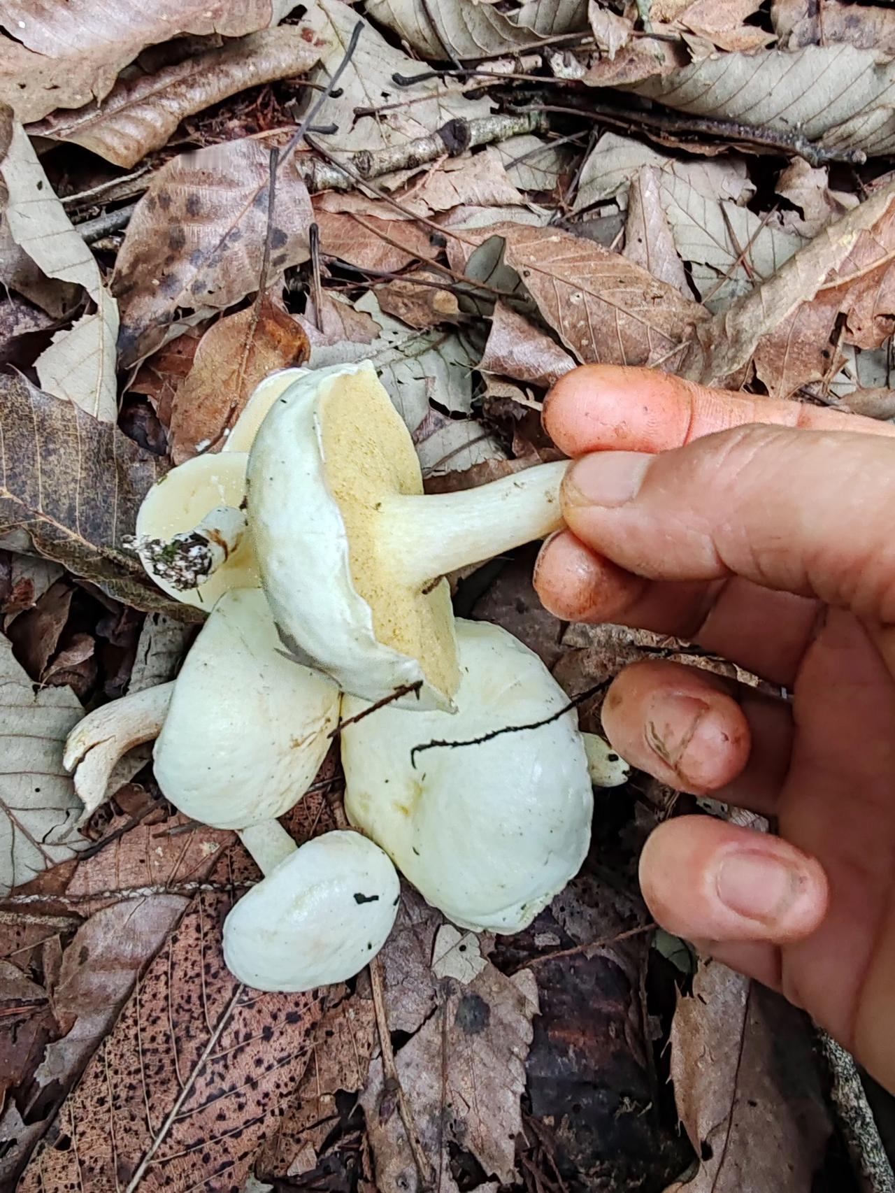 见多识广的友友些有晓得这是啥菌的吗？能吃不？谢谢