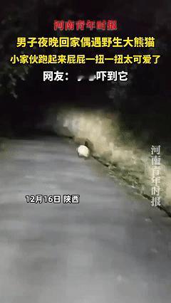 笑不活！近日陕西，男子夜晚回家，走到一段山路时发现前面有个白色的球一直在地上滚，